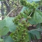 Triumfetta semitriloba Fruto