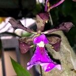 Encyclia cordigera Flower