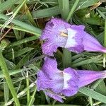 Jacaranda cuspidifolia Flor