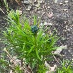 Amsonia ciliata Leaf