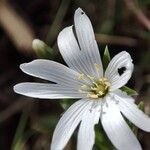 Stellaria palustris Flor