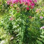 Phlox maculata Habit