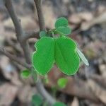 Bauhinia tomentosa Blatt