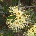 Xanthostemon pubescens Çiçek