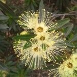 Xanthostemon pubescens Flor