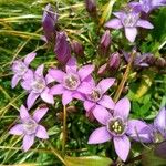 Gentianella germanica Flor