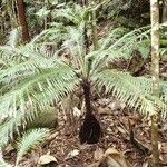 Blechnum gibbum Habit