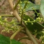 Hieronyma oblonga Corteza