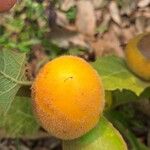 Solanum sessiliflorum Plod