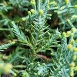 Juniperus chinensis 葉