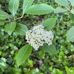 Viburnum nudum Λουλούδι