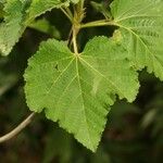 Dombeya acutangula Leaf