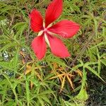 Hibiscus coccineus Flower