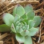 Sempervivum calcareum Лист