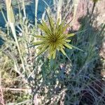 Tragopogon dubius 花