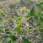 Clematis flammulaBlad