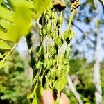 Sophora microphylla Плод