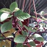 Plectranthus purpuratusLeht