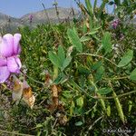 Lathyrus vestitus Flower