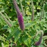 Teucrium hircanicum Flower