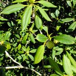 Rhododendron ponticum Leaf