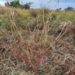 Indigofera arrecta Elinympäristö