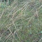 Stipa capillata Bloem