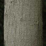 Mouriri nervosa Kabuk