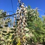 Sophora tomentosa Fruit