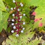 Actaea pachypoda Frugt