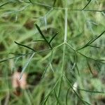 Cenolophium fischeri Leaf