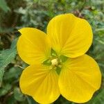 Ludwigia peruviana Flower