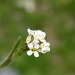 Arabis ciliata Kwiat