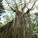 Ficus virens Habit