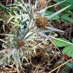 Eryngium amethystinum Frucht