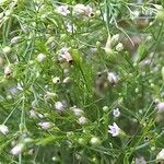 Gypsophila muralis Fula