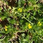 Neatostema apulum Hábito