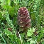 Ajuga pyramidalisFlower