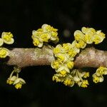 Pera arborea Λουλούδι