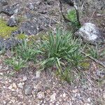 Yucca rupicola Habit