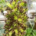 Echium strictum Квітка