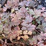 Corydalis flexuosa Leaf