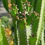 Euphorbia candelabrum Hàbitat