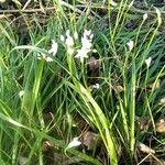 Allium polyanthum Övriga