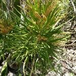 Phyllanthus epiphyllanthus Blomst