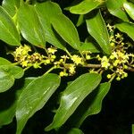 Montanoa tomentosa 葉