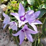 Campanula versicolorപുഷ്പം