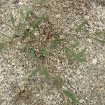 Polygonum raii その他の提案