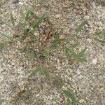 Polygonum raii अन्य