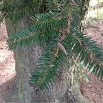 Abies numidica Feuille